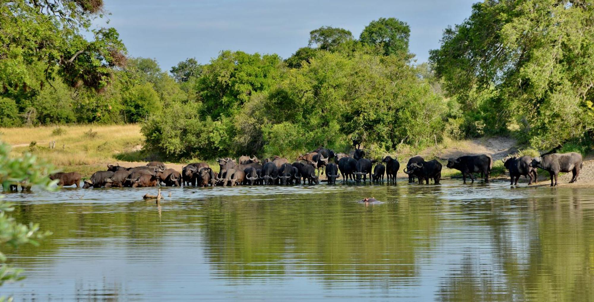 Отель Rhino Walking Safaris Скукуза Экстерьер фото
